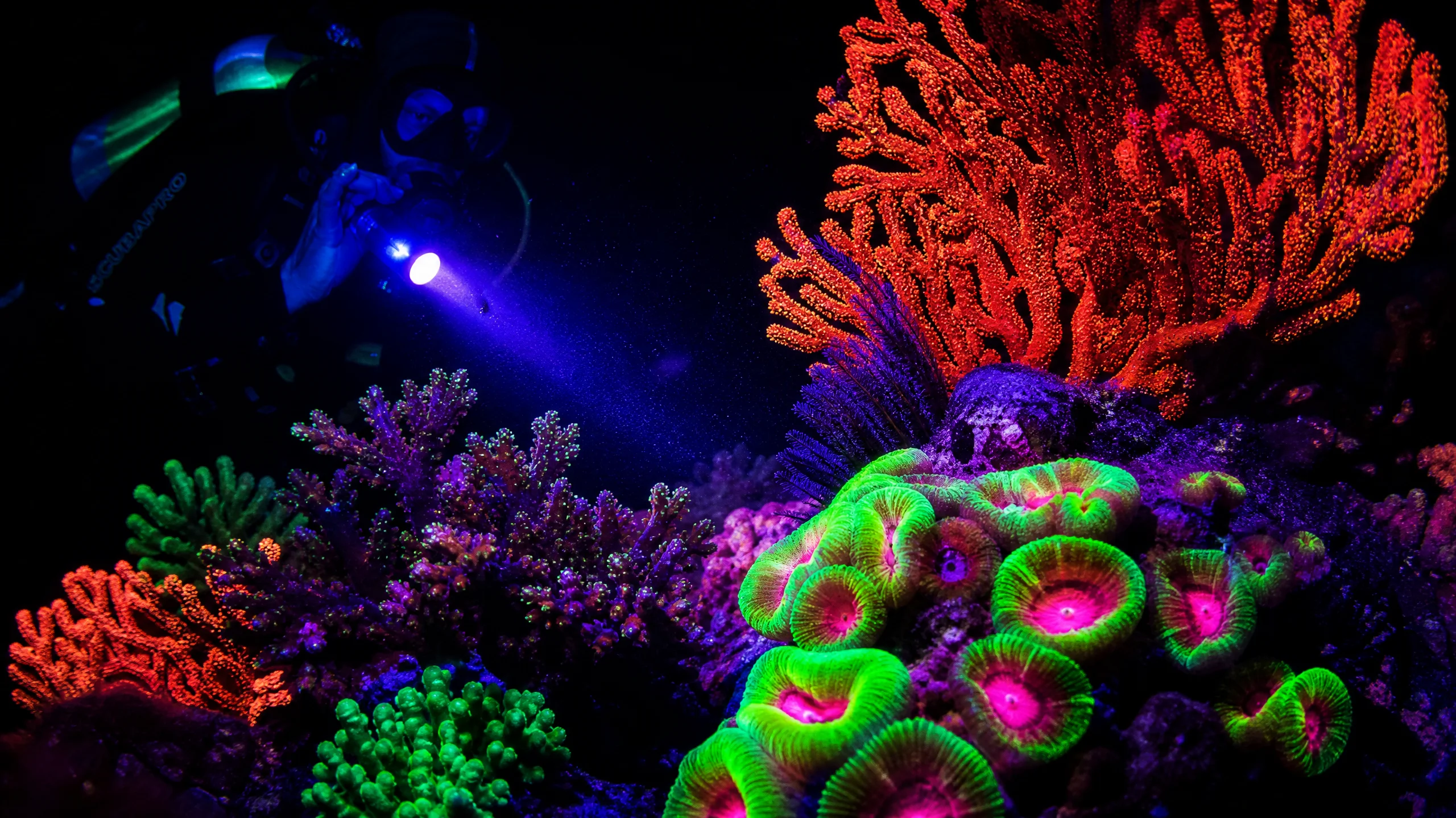 夜潜荧光珊瑚发出绚丽色彩